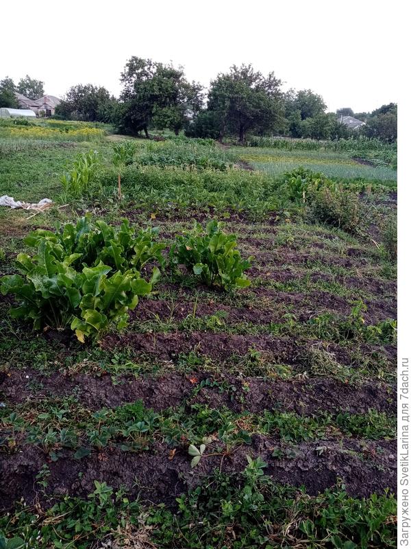 общий план огородика )))мой только от кукурузы слева до хрена справа,а в длину до жерделки