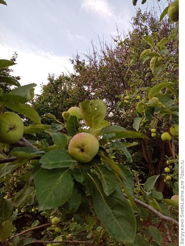 яблонька