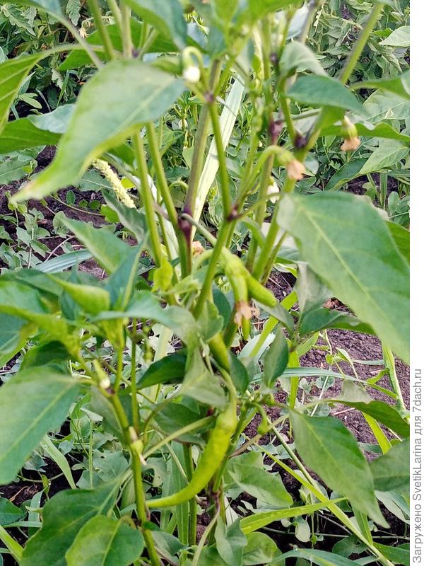 острый перчик вовсю дает урожай