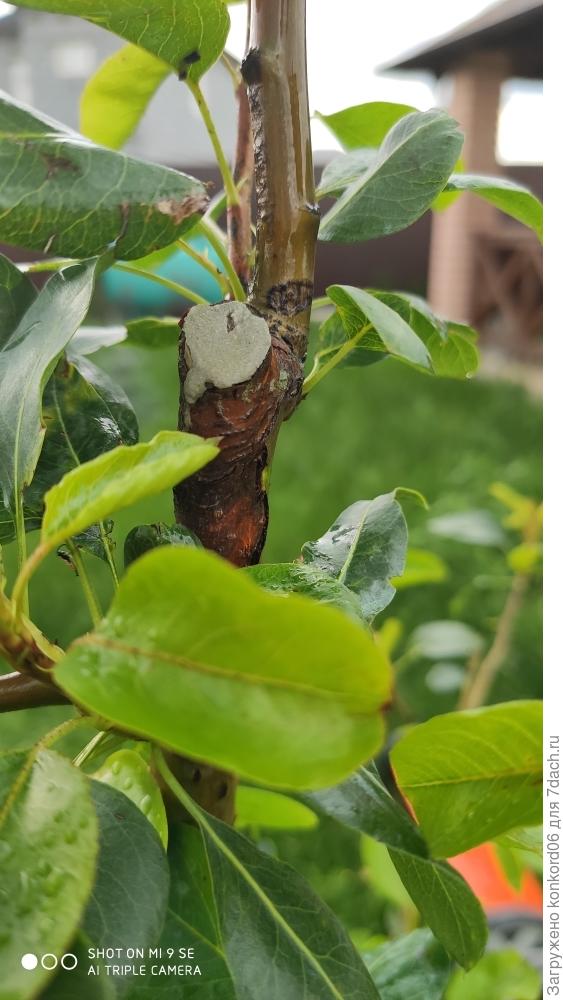 вторая груша, почему такой ствол?