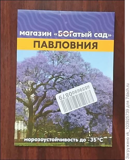павловния томентоза (войлочная) выдерживает до -35 !!!