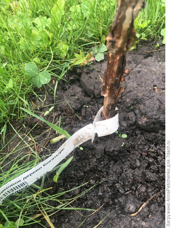 малиновое дерево