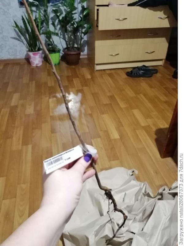 это персик с корнем...жалкое зрелище