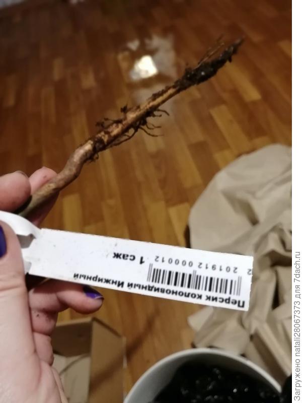 корень у персика..15см сухого корня(((