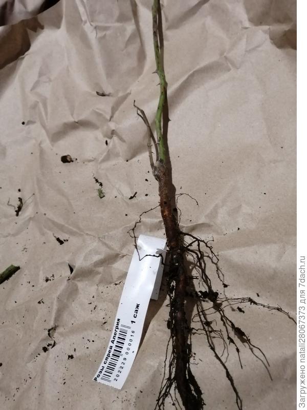 вот она целиком с корнем..первый раз такое вижу. На сколько мне известно от питомников и опытных технологов роза минимум должна иметь 3-4 ветки