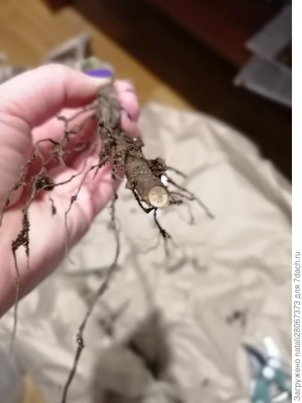 пришлось срезать и срезать коричневый корень..но так и не дошло до чистого белого среза