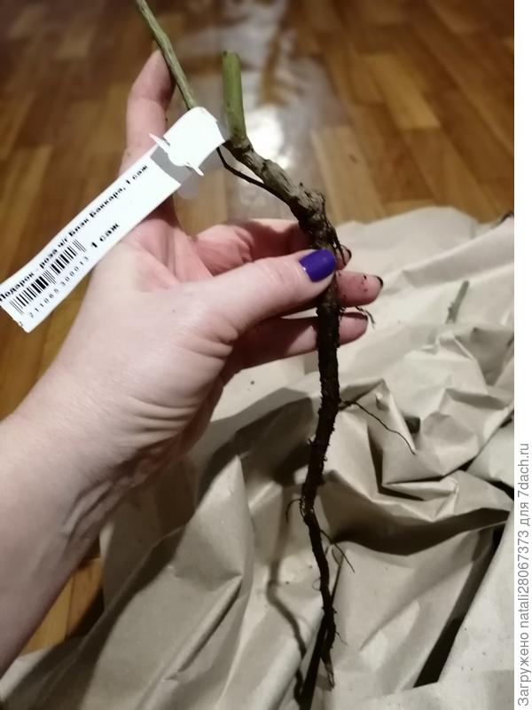 вот еще один корень..сухой и с гнилыми концами сколько не стриги