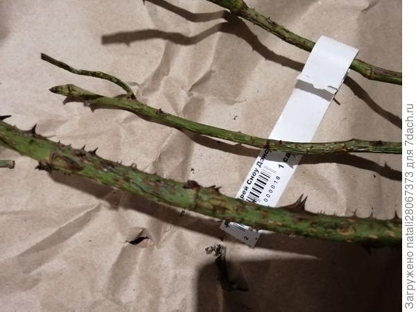 ветки высохшие