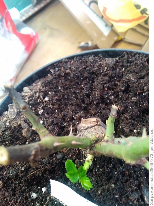 Обрезаю чёрные сухие концы, а они снова сохнут и чернеют