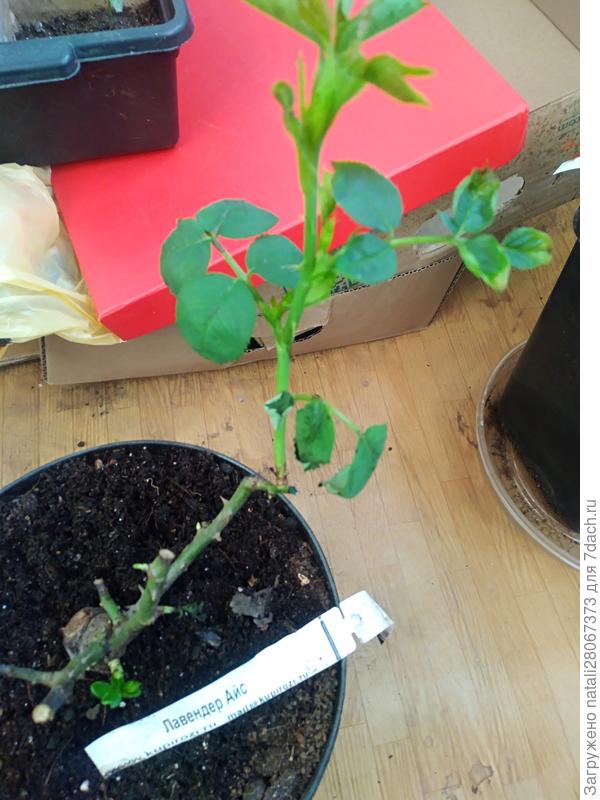 Листья увядают