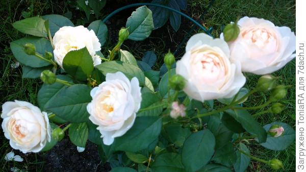 Desdemona-цветение первого лета, рост 60 см.Запаах ! выдыхать не хочется , даже если не наклоняться