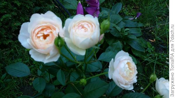 Desdemona посажена в мае 2018 (ОткрКорнСист),в июле цветы держала месяц ! авг-сент повторное цветение