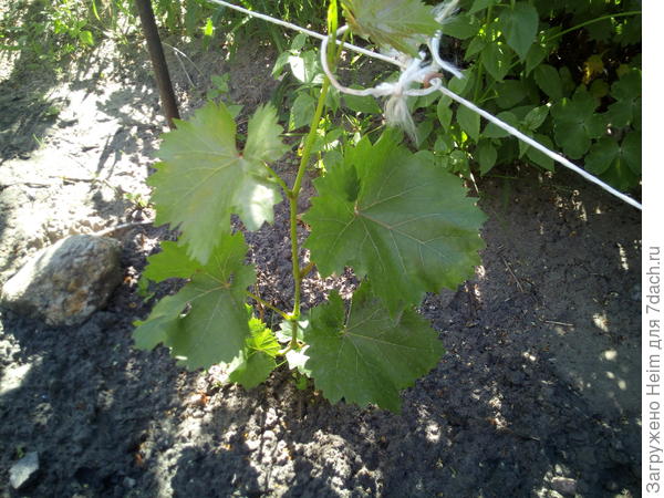 Саженец, пришедший в таком же состоянии одновременно с первым и посаженный рядом, значительно больше.