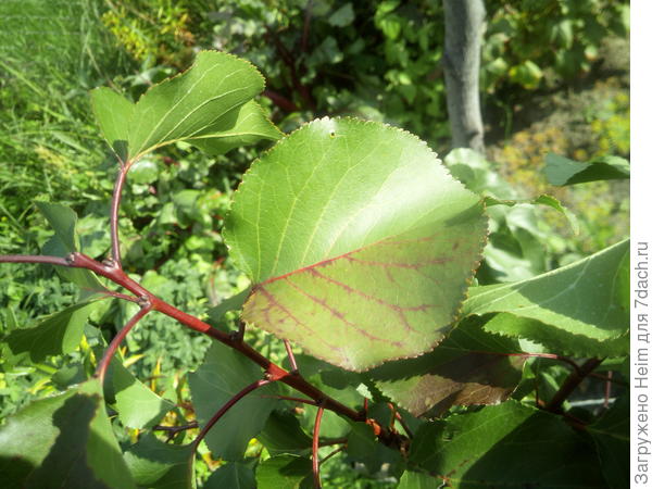 Листья Абрикоса Фото