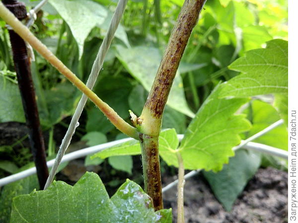 Старое фото