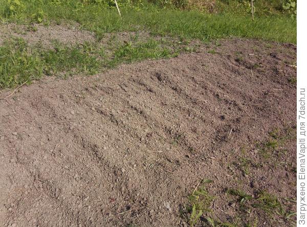 Место культивирования через неделю