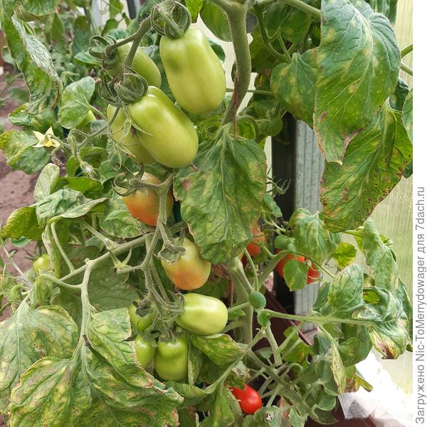 Сорт Грушка консервная