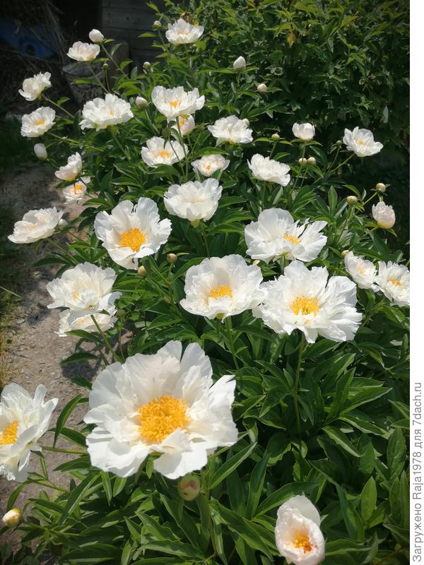 пион белая чаша