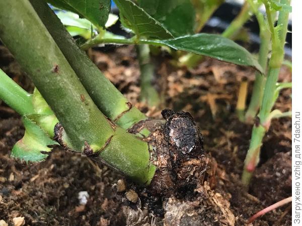 Уровень прививки (?)