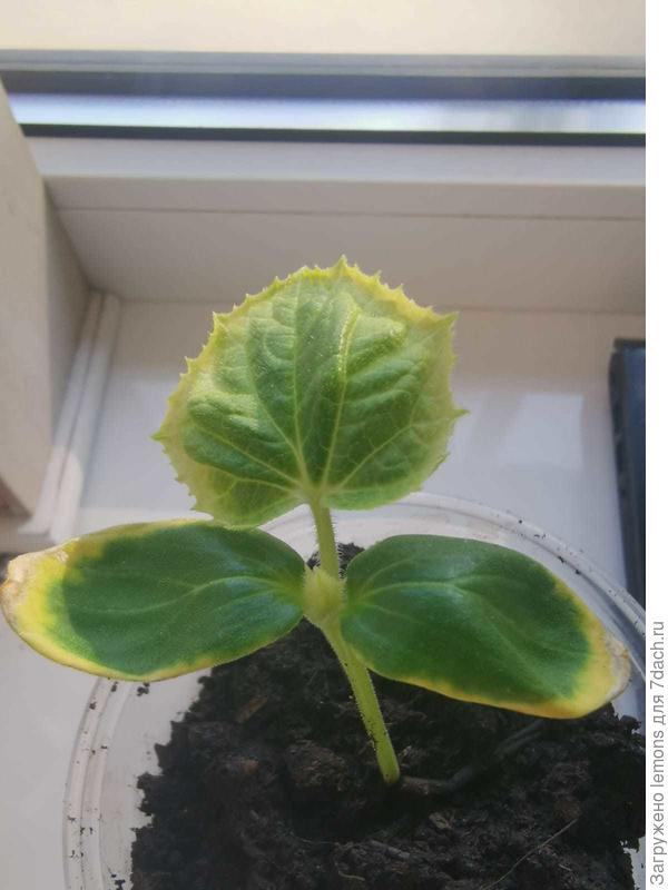 Рассада огуречная