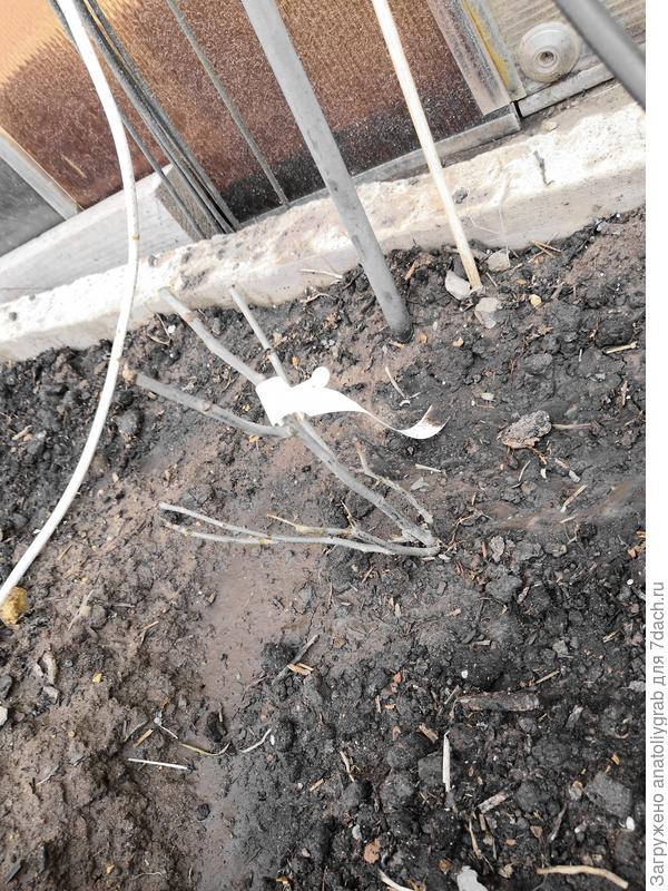 Сухая голубая роза