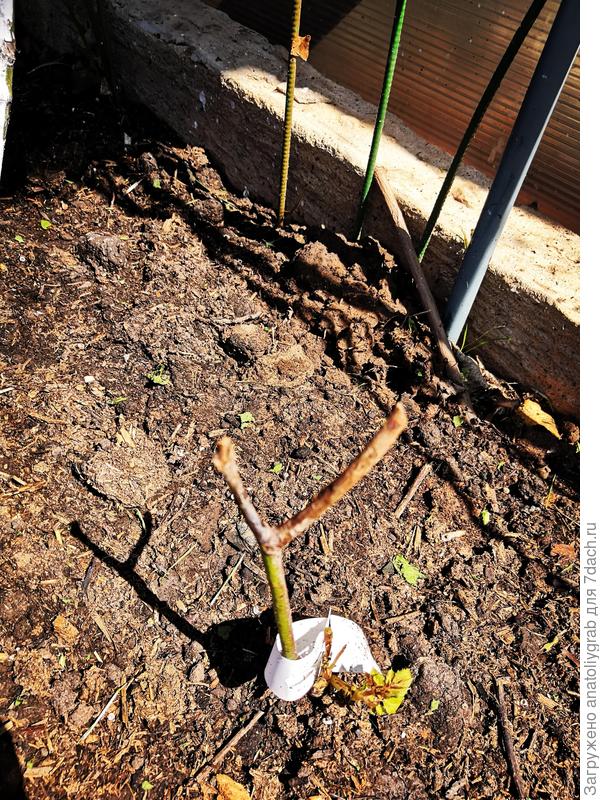 Элитная  роза. Черная вдова