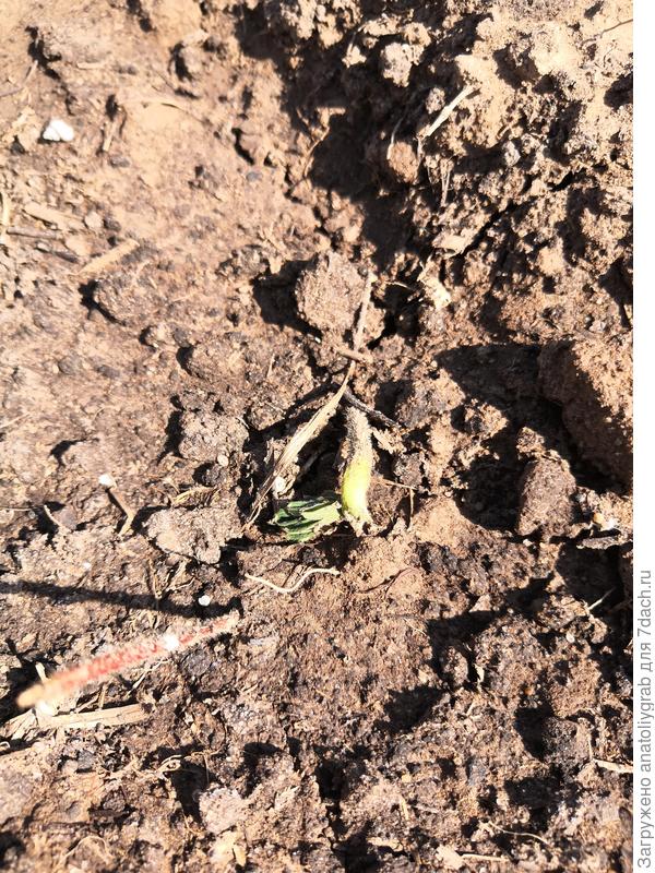 Это земляника