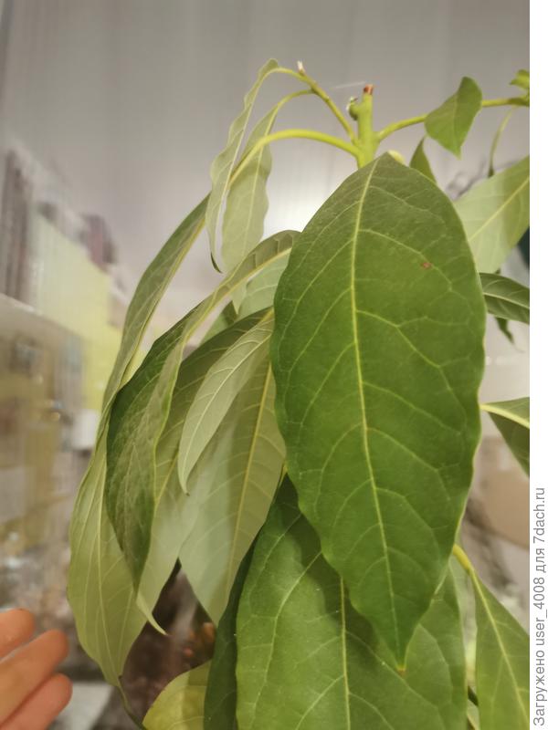 Для сравнения нормальные листья сверху