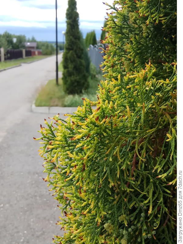 чернеют  кончики  и туй  , как и сосен....