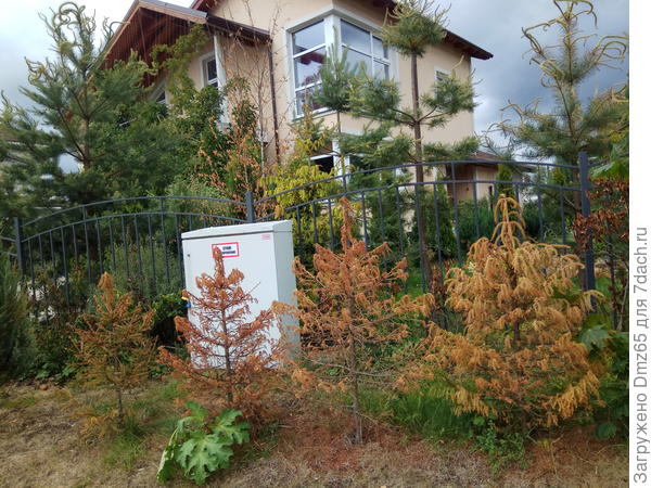 я елки сажал  вдоль дороги  с надеждой - чтобы они меня &amp;quot; скрыли &amp;quot; от посторонних глаз....  получается  наоборот-   привлекает внимание соседей, все останавливаются  ,смотрят  и охреневают....