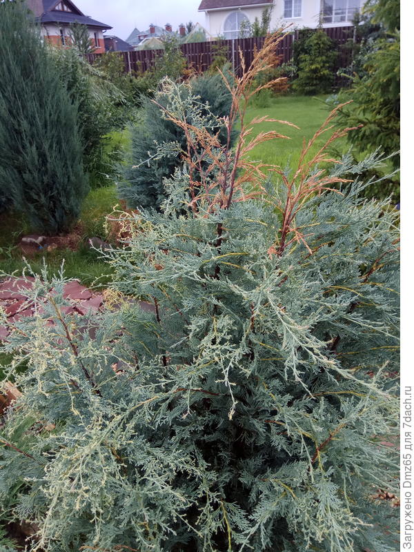 Blue   arrow      грибок---хорус ракурс