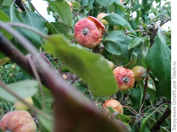 зачем они лопаются раньше времени ?