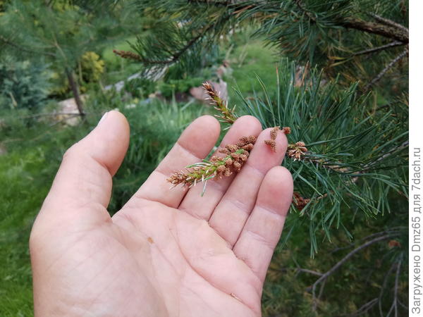 коснешься  этих  шишечек  легонько---и они  отваливаются