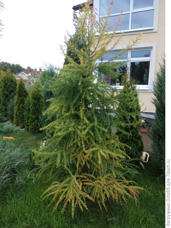 здесь также : лиственница    гибнет от низа  и сверху.....