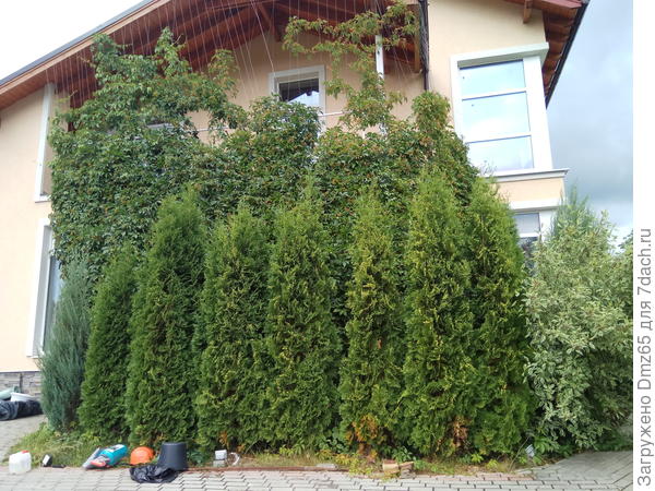 здесь  этот   островок  еще  держится