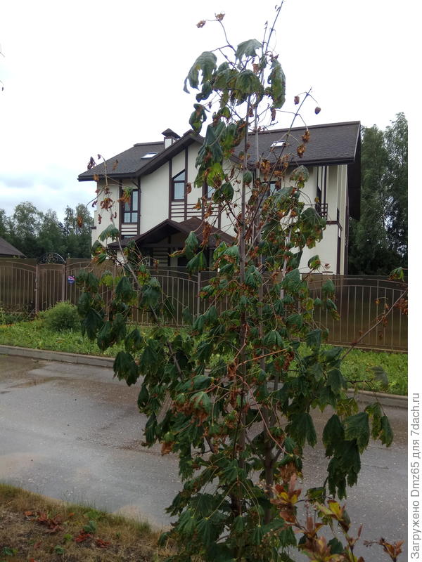 клен ....6 лет  рос , в лесу надергали ростков, по 25 см высотой ... и все....