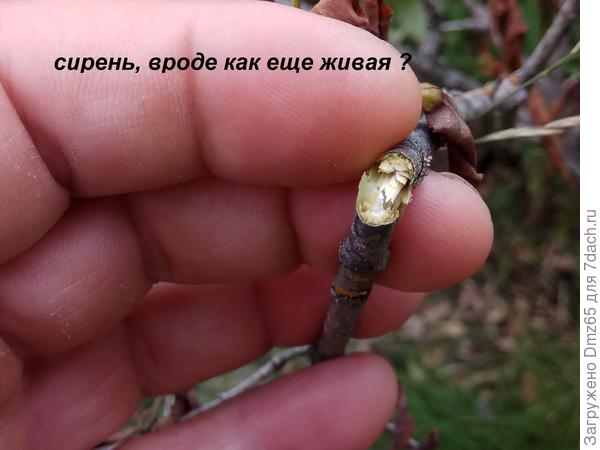 подломил  ветку засохшей  сирени...