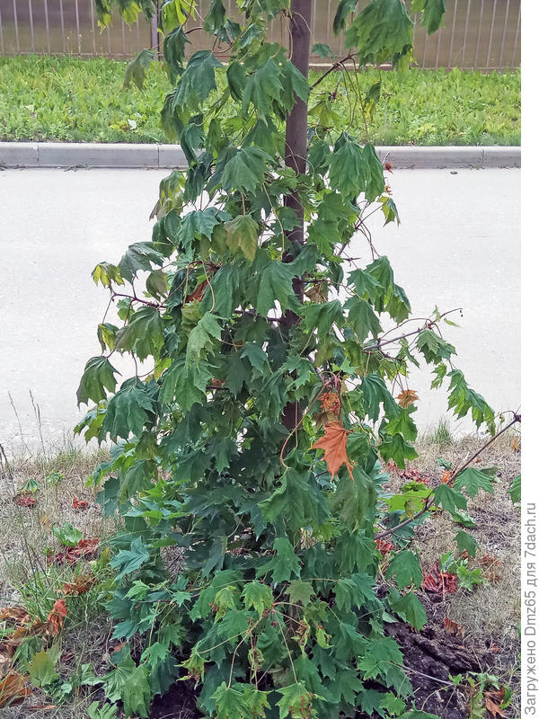 это клен &quot;ущербный&quot;