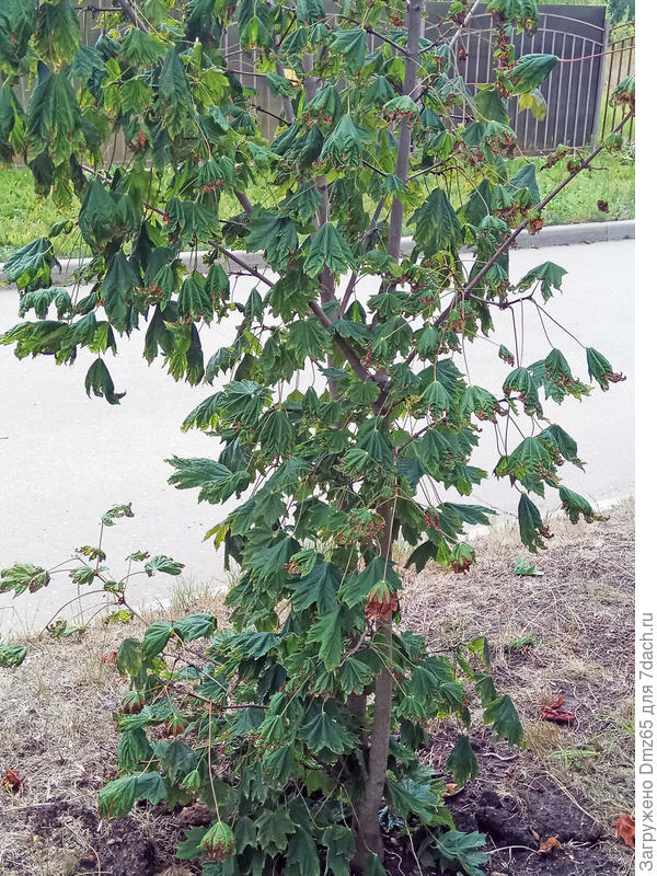 чертовщина