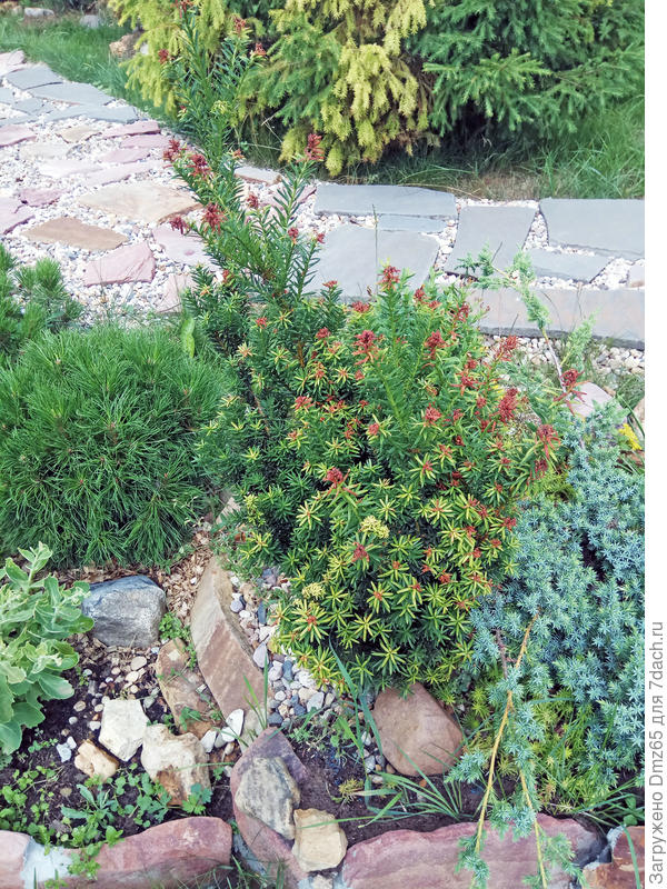 не знаю что это  за  хвойник, но    его  верхушки  ,мне кажется, не должны  быть такого  цвета....