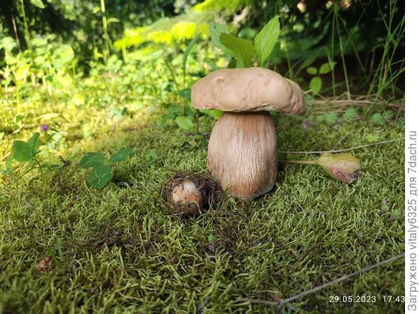 Название гриба