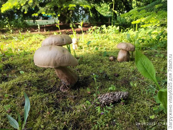 Название гриба