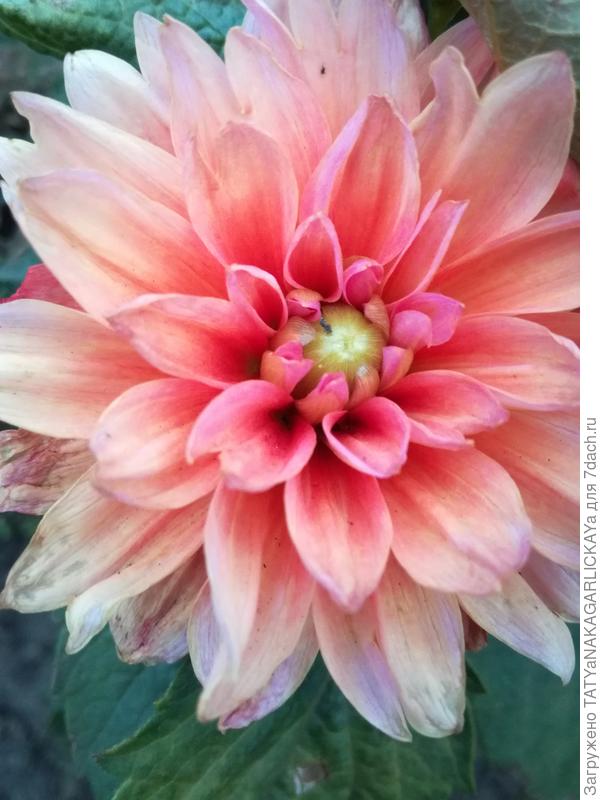 георгин низкорослый