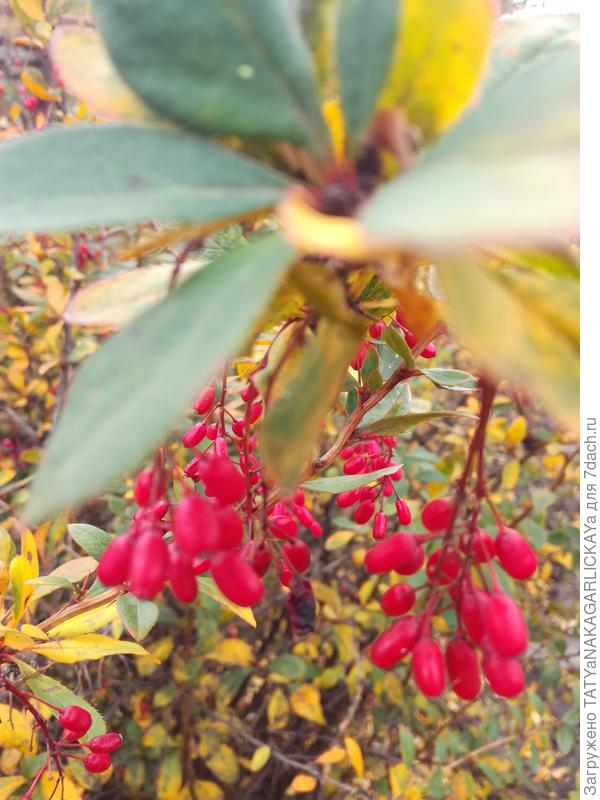 ягоды барбариса в октябре