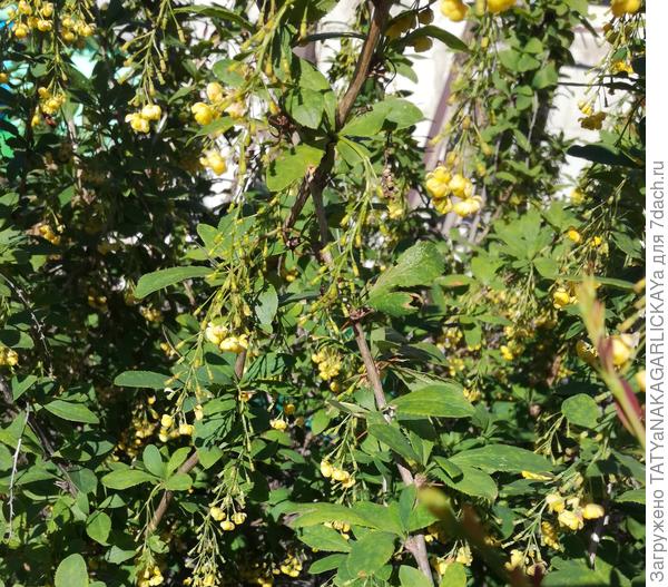 барбарис цветет