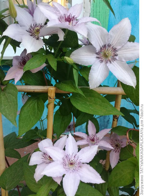 клематис Хегли Хайбрид