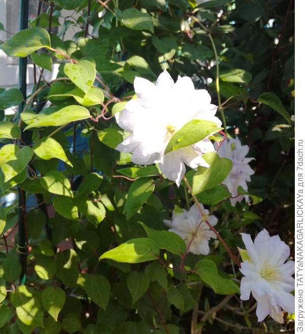 клематис Диаманд болл)