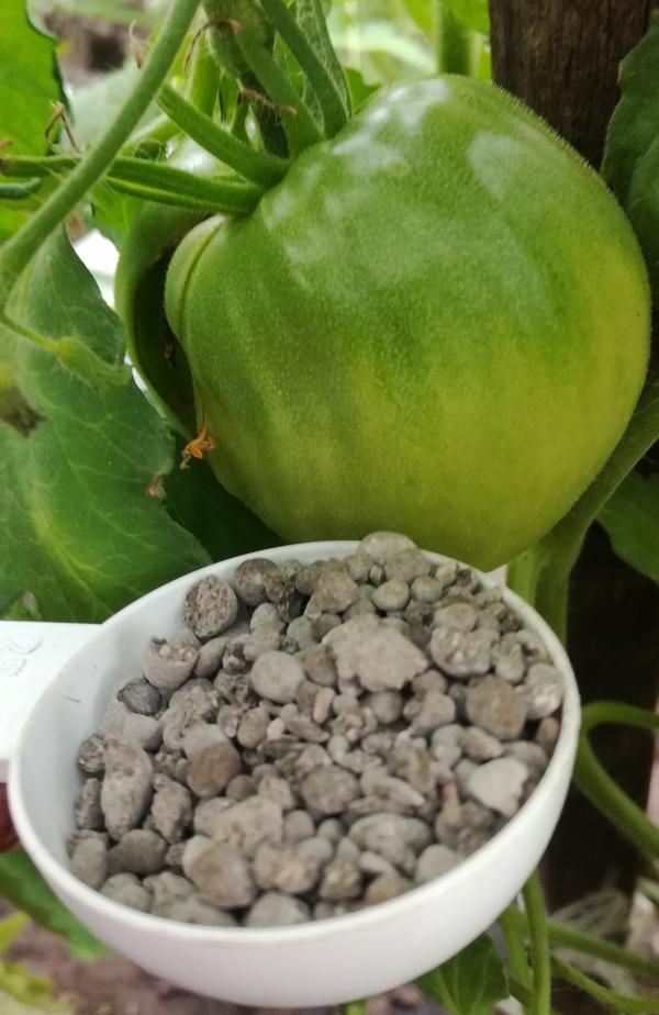 В теплице появился первый помидор