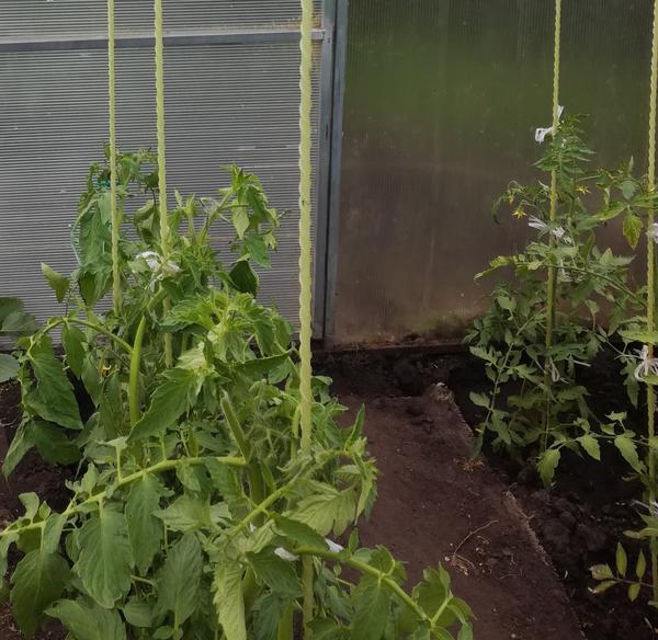 Томаты в теплице