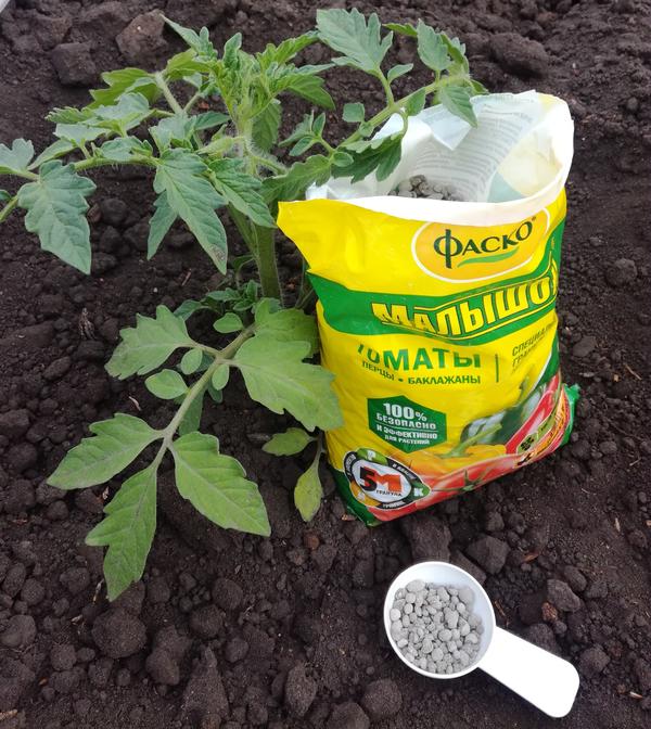 Томат в открытом грунте